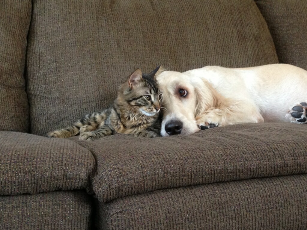 Pets & Airbnb: Important Considerations